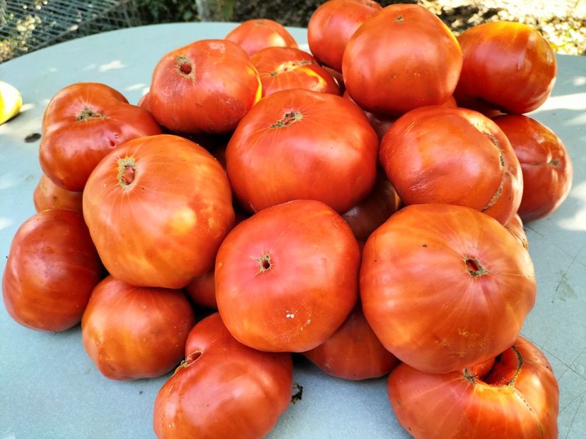 IMG20250826095555 - Toamna 2025