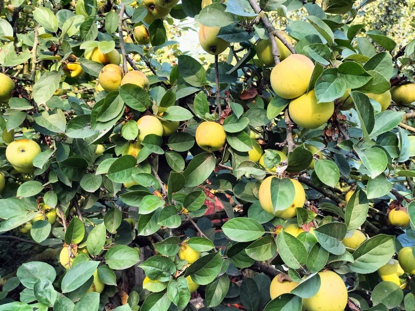 IMG20250826090105 - Toamna 2025