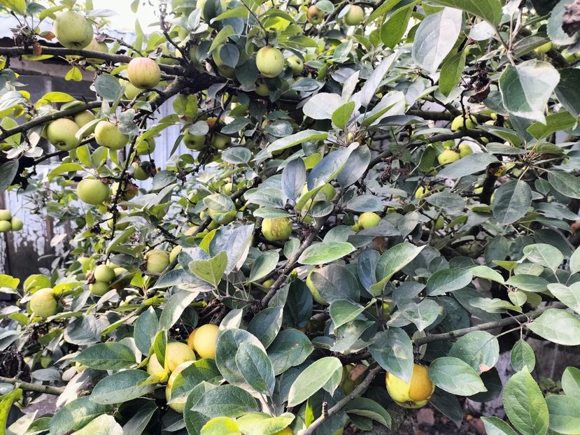 IMG20250826090047 - Toamna 2025