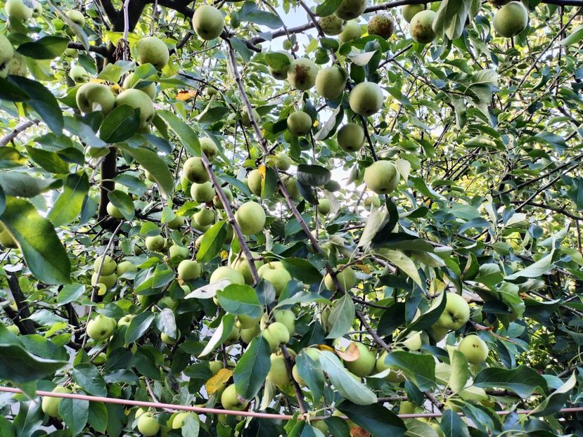 IMG20250826090025 - Toamna 2025