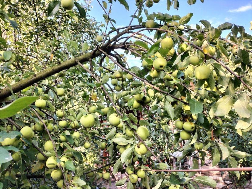 IMG20250826085938 - Toamna 2025