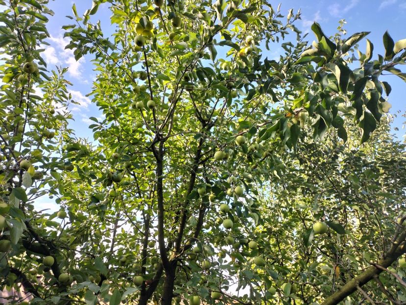 IMG20250826085927 - Toamna 2025