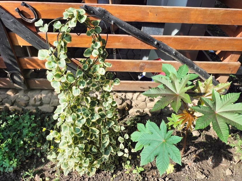 IMG20250904103925 - Toamna anului 2025