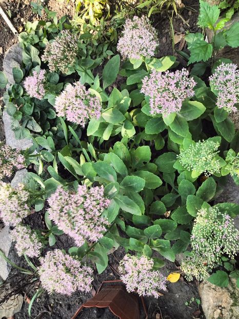 IMG20250904103859 - Toamna anului 2025