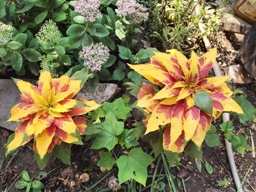 IMG20250904103843 - Toamna anului 2025