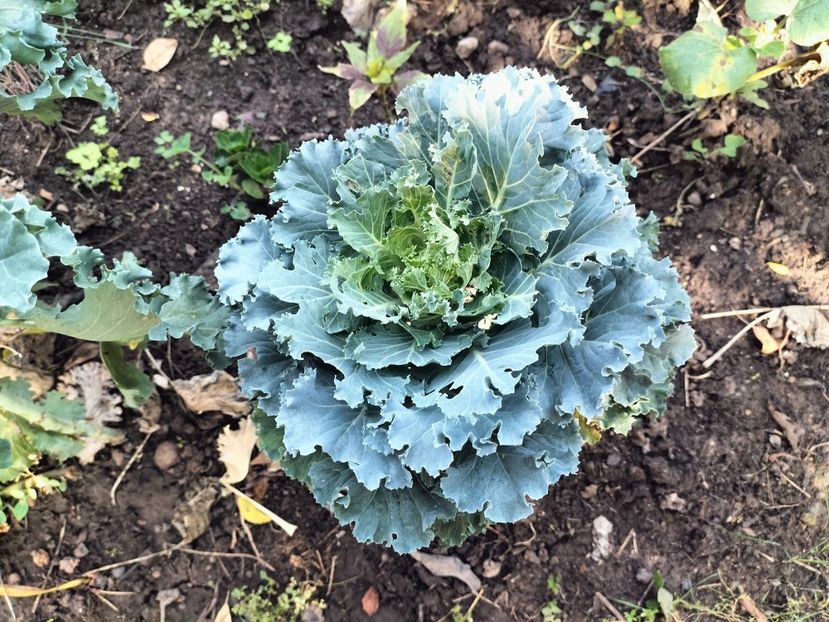 IMG20250904103814 - Toamna anului 2025