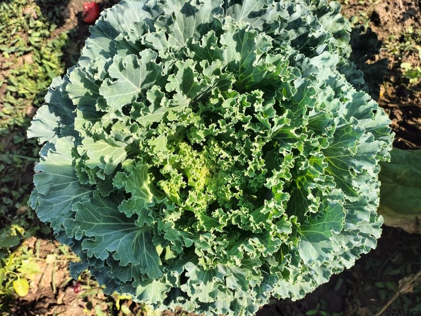 IMG20250904103703 - Toamna anului 2025