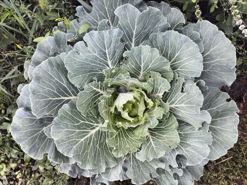 IMG20250904103652 - Toamna anului 2025