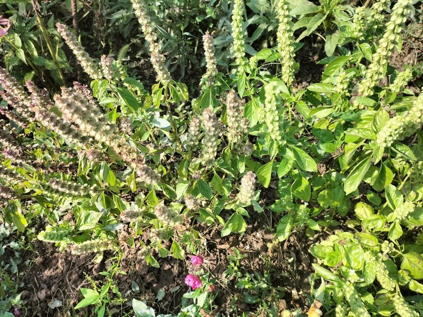 IMG20250904103521 - Toamna anului 2025