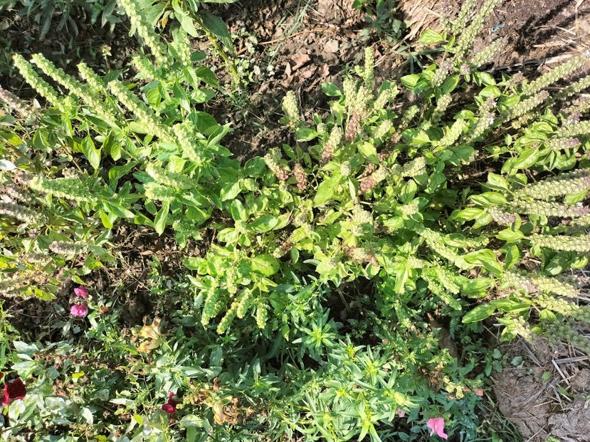 IMG20250904103518 - Toamna anului 2025