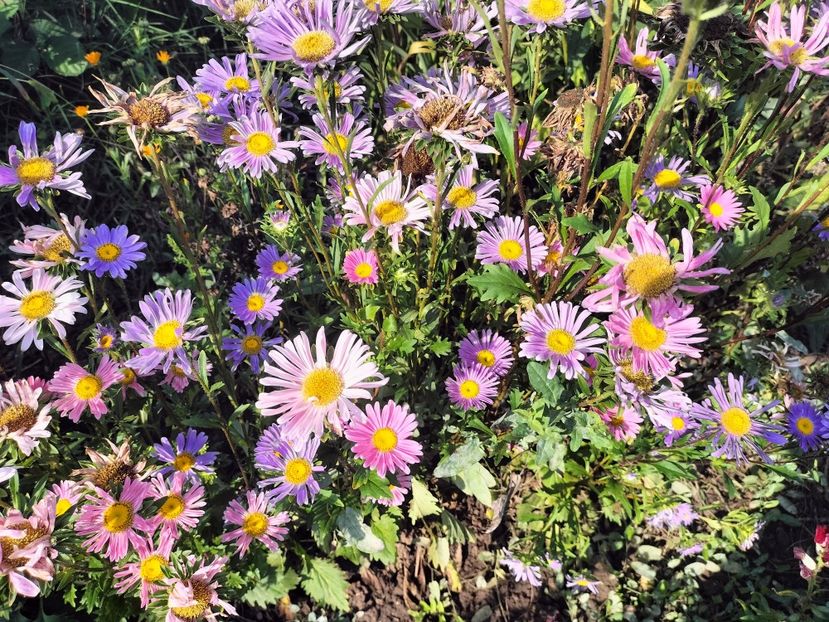 IMG20250904103506 - Toamna anului 2025