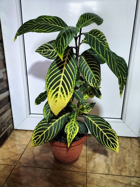 IMG20250831110307 - Toamna anului 2025