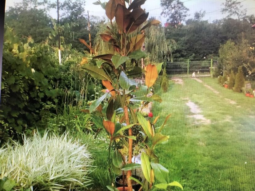 IMG20250827080212 - Toamna anului 2025