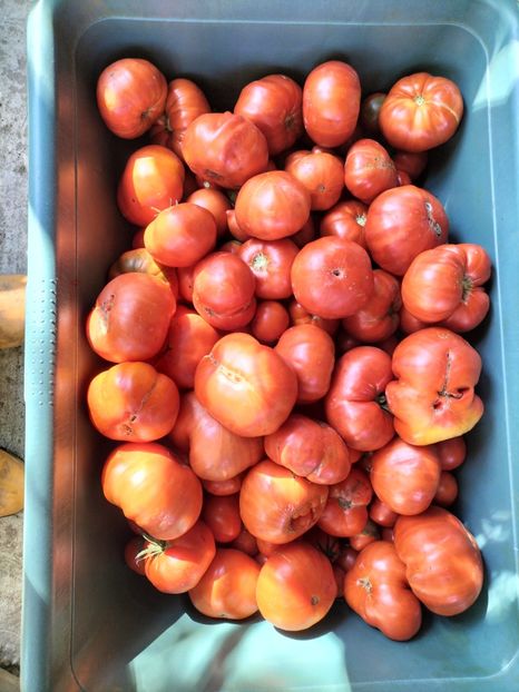 IMG20250826101202 - Toamna anului 2025