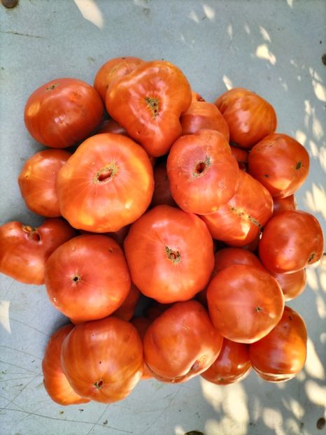 IMG20250826095546 - Toamna anului 2025