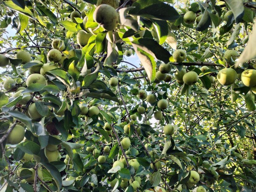 IMG20250826085946 - Toamna anului 2025