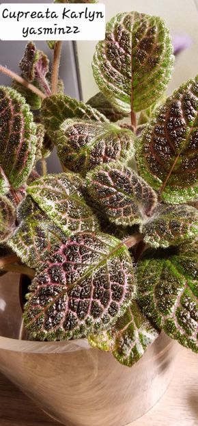 4.09.2025 - 3-Episcia