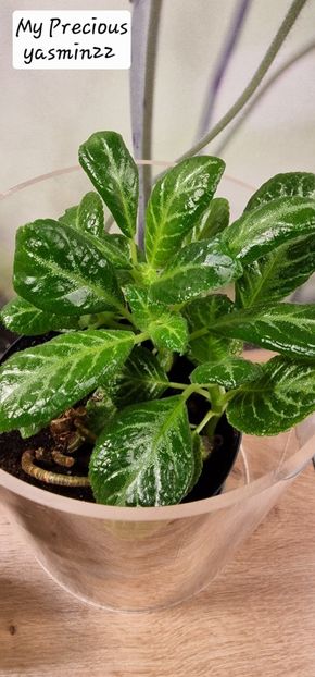 4.09.2025 - 3-Episcia