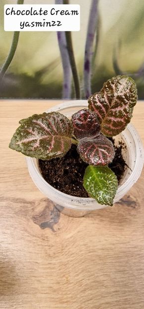 4.09.2025 - 3-Episcia