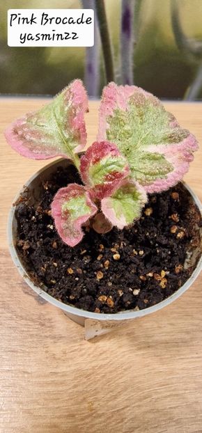 4.09.2025 - 3-Episcia