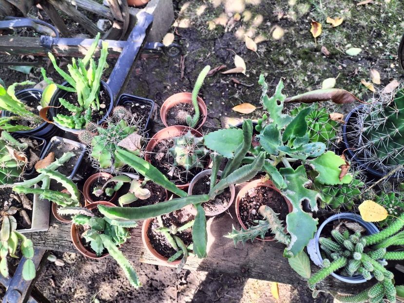 IMG20250904154700 - Toamna anului 2025