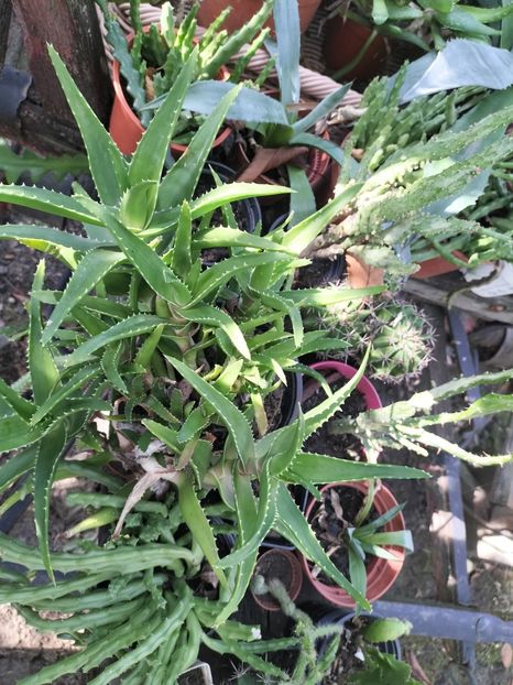 IMG20250904154625 - Toamna anului 2025