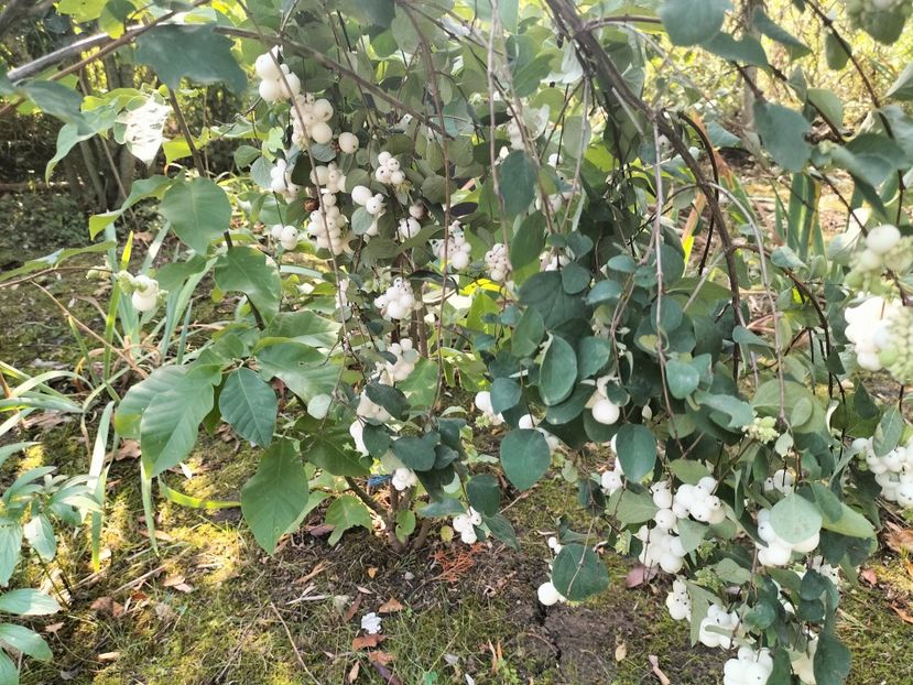 IMG20250904104030 - Toamna anului 2025