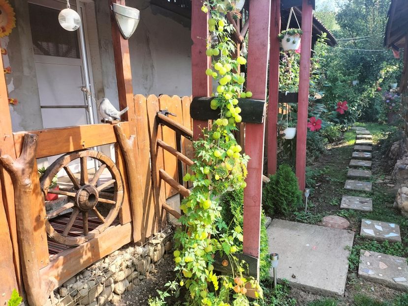 IMG20250904104003 - Toamna anului 2025