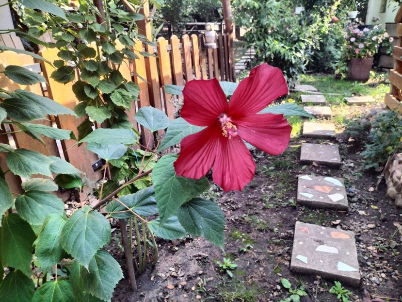 IMG20250904103943 - Toamna anului 2025