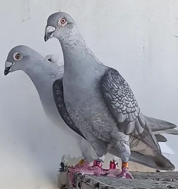  - Nu îmi aparțin 10