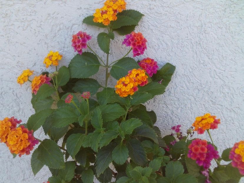 Lantana,mereu cu flori - 2025