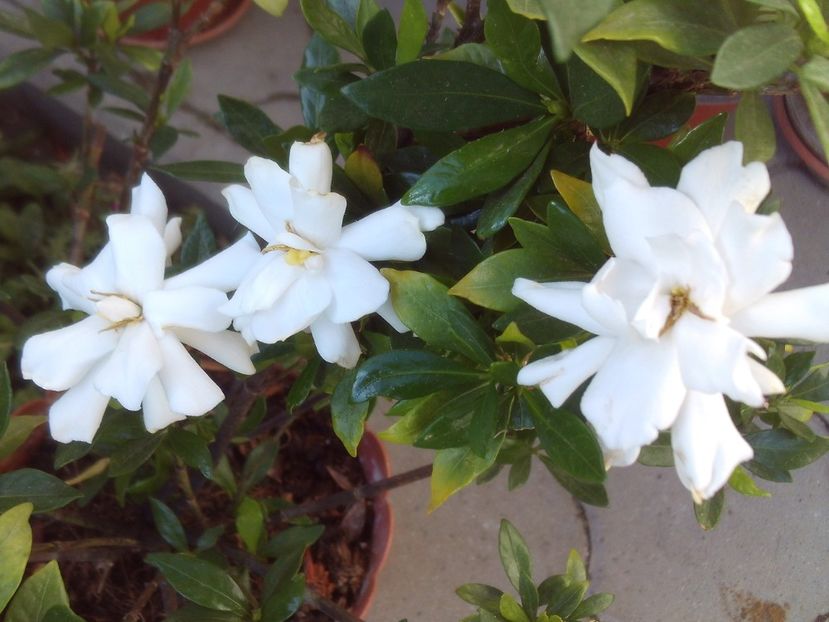 Gardenia jasminoides "Fool Proof" - 2025