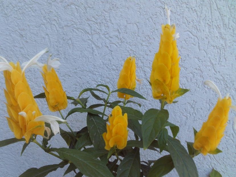 Pachystachys lutea - 2025