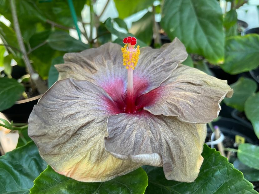  - Teng s black phantom