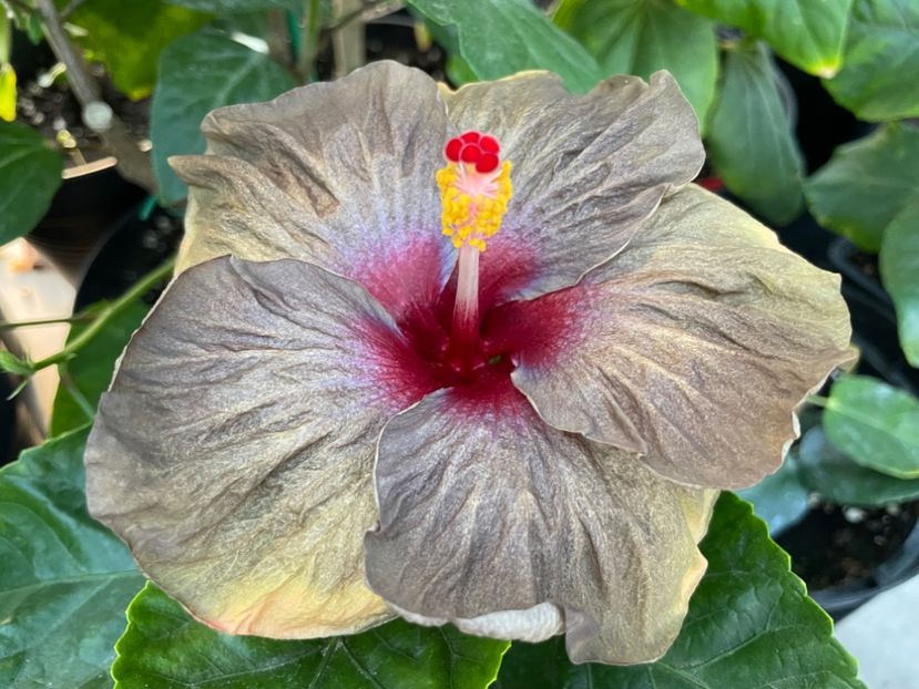  - Teng s black phantom