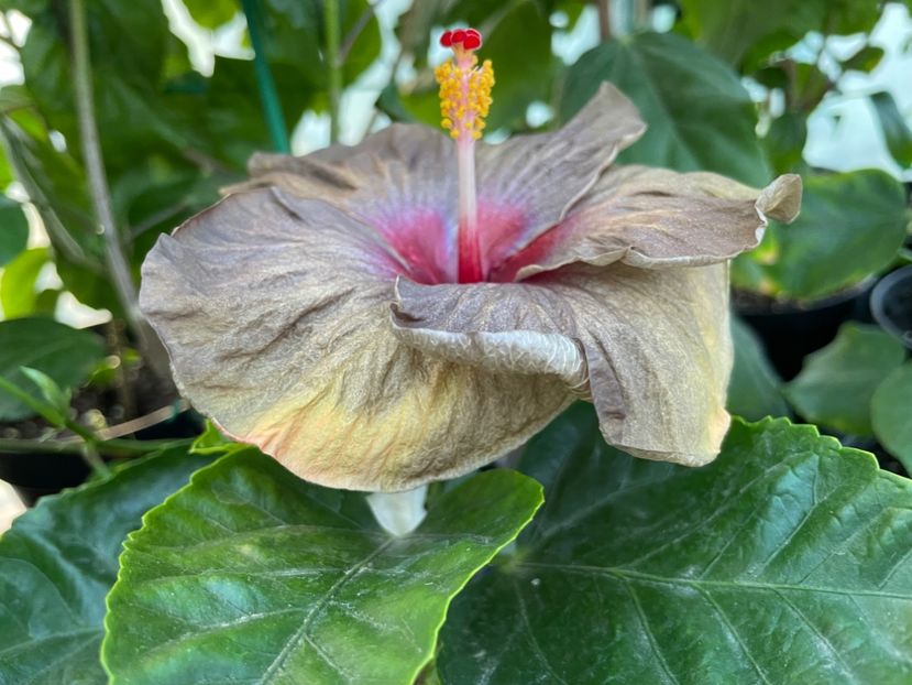  - Teng s black phantom