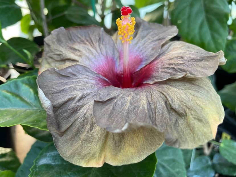  - Teng s black phantom