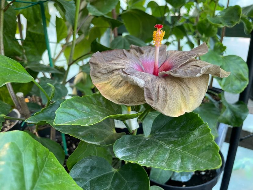  - Teng s black phantom