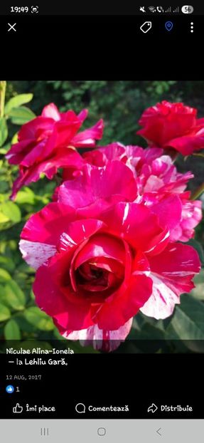  - Trandafirii disponibili 2023 -album in lucru