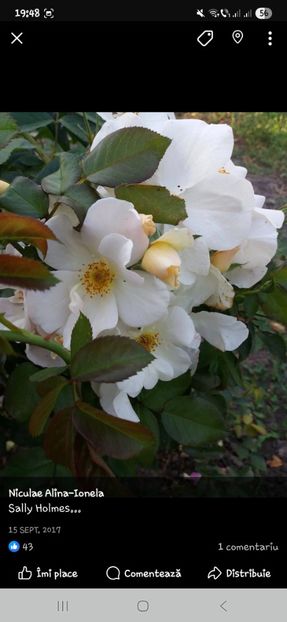  - Trandafirii disponibili 2023 -album in lucru