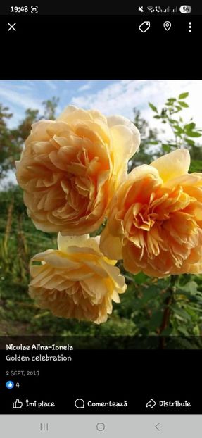  - Trandafirii disponibili 2023 -album in lucru