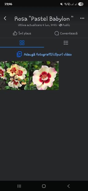  - Trandafirii disponibili 2023 -album in lucru