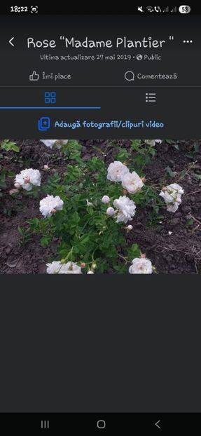  - Trandafirii disponibili 2023 -album in lucru