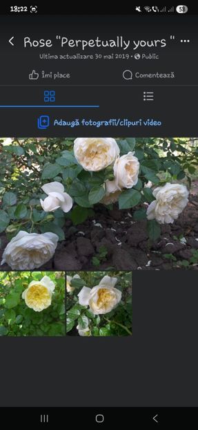  - Trandafirii disponibili 2023 -album in lucru