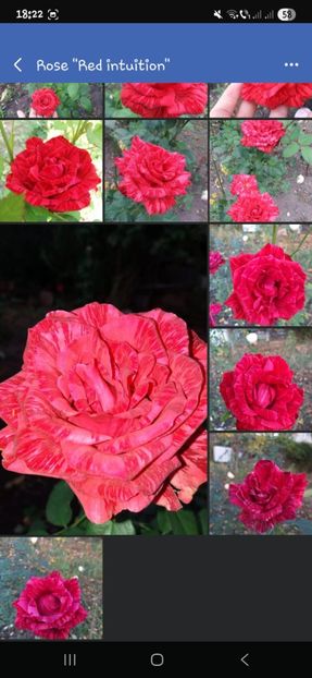  - Trandafirii disponibili 2023 -album in lucru