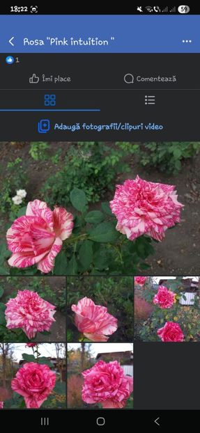  - Trandafirii disponibili 2023 -album in lucru