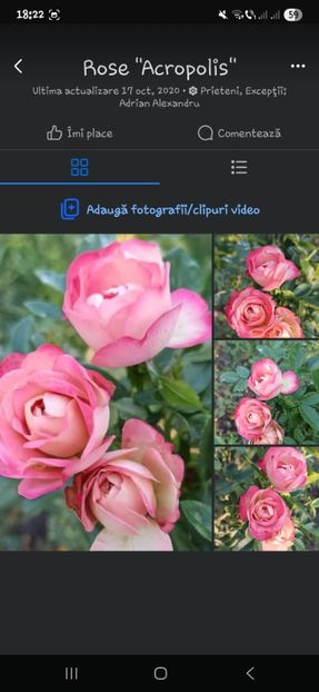  - Trandafirii disponibili 2023 -album in lucru