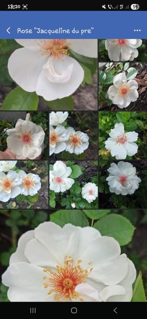  - Trandafirii disponibili 2023 -album in lucru