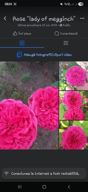  - Trandafirii disponibili 2023 -album in lucru