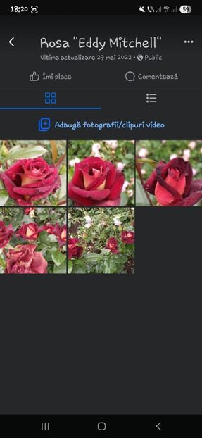  - Trandafirii disponibili 2023 -album in lucru